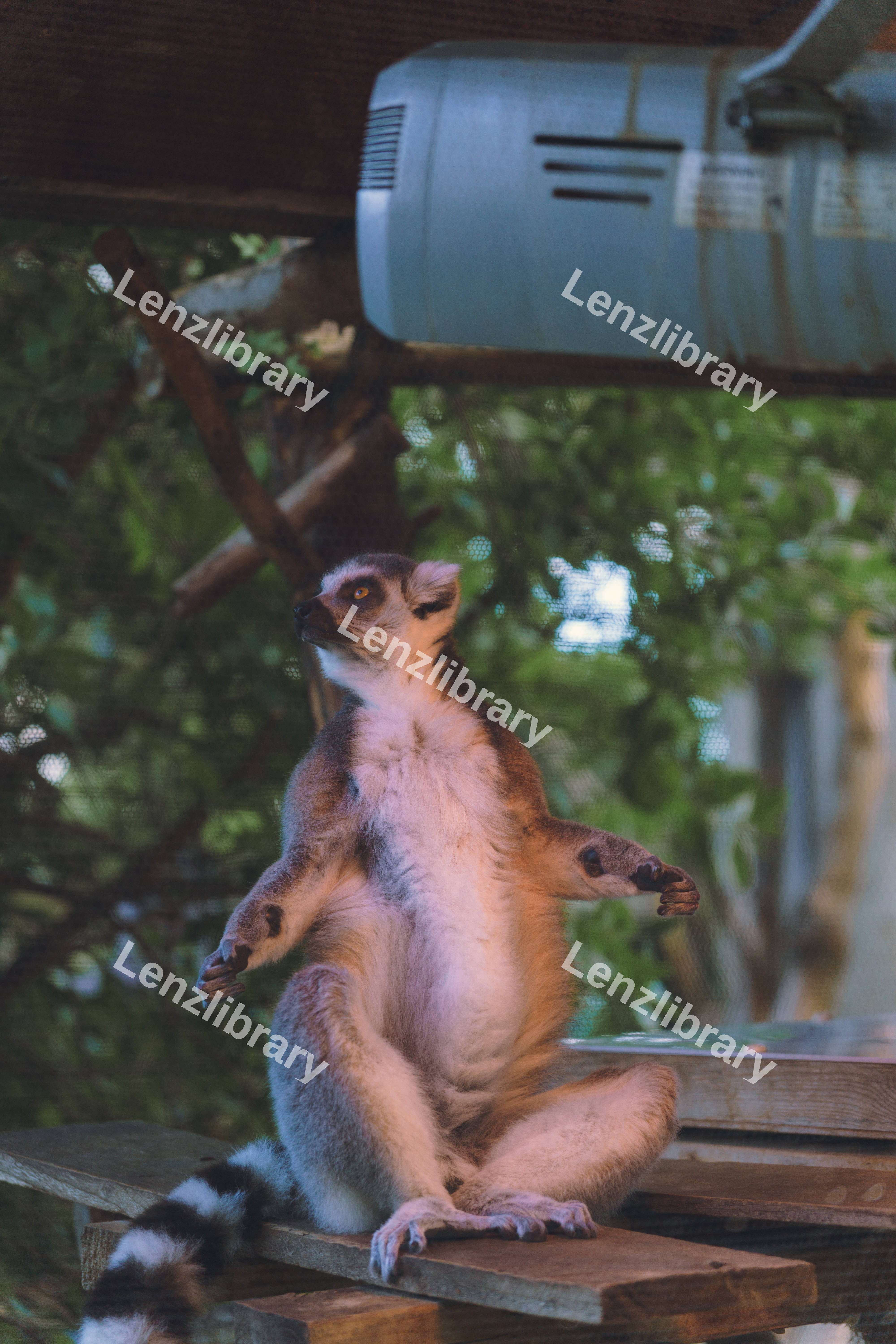 Lemur Bathing